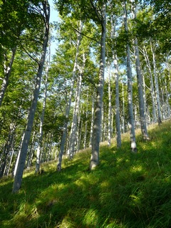 jednotvárný bukový les bez podrostu v oblasti mimo pravidelný výskyt velkých šelem