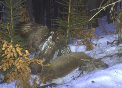 káně u kořisti rysa; foto z fotopasti Hnutí DUHA Olomouc