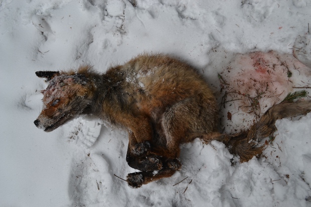 liška zabitá rysem, nalezená dobrovolníky Vlčích hlídek v Beskydech