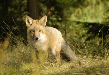 liška - foto: Jaroslav Vogeltanz liška - foto: Jaroslav Vogeltanz