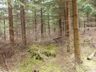 jednotvárná smrková monokultura