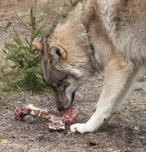 foto Karel Brož foto Karel Brož