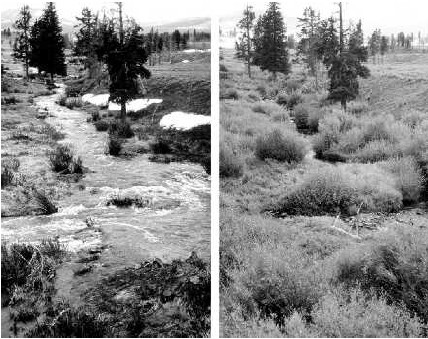 srovnání vrbových porostů před a po návratu vlků