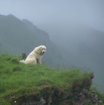 Pastevecký pes. Foto: M. Bojda