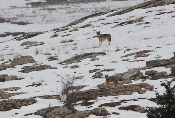 Giulietta a Slavc. P.Parricelli – M. Samaritani, Archive Parco Naturale Regionale della Lessinia Giulietta a Slavc. P.Parricelli – M. Samaritani, Archive Parco Naturale Regionale della Lessinia