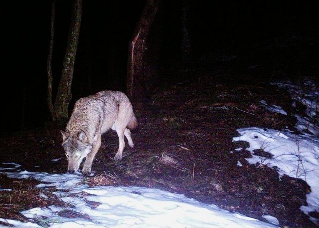 Photo: Camera trap of Vlado Trulik