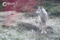 A wolf. Photo: camera trap
