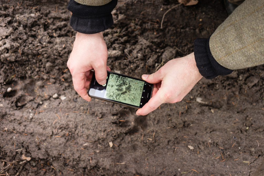 Záznam možných vlčích stop při hlídkách na Kokořínsku