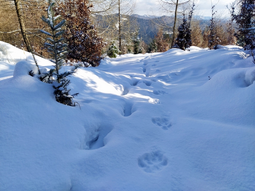 Vlčí stopy_Javorníky_Martin Gendiar Vlčí stopy_Javorníky_Martin Gendiar