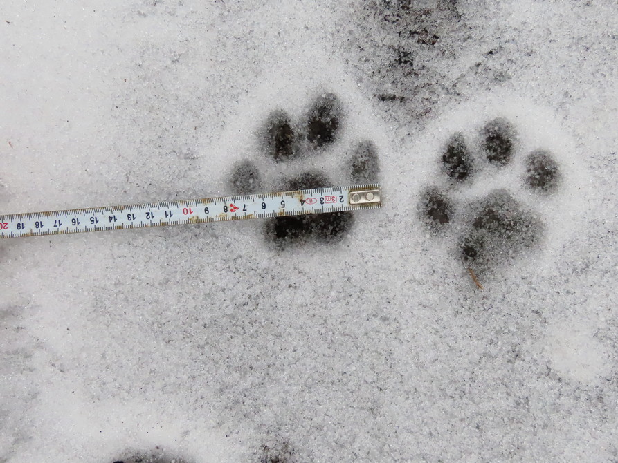 Rysí stopy_Beskydy_Jiří Labuda Rysí stopy_Beskydy_Jiří Labuda