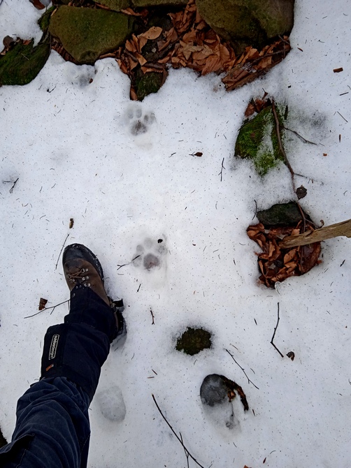 Rysí stopy_Beskydy_Martin Váňa Rysí stopy_Beskydy_Martin Váňa