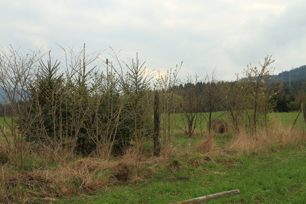 Hnutí DUHA Olomouc removed protective fencing from the trees planted in the migration corridor in 2013 and 2014. Source: Ivo Dostál, Transport Research Centre