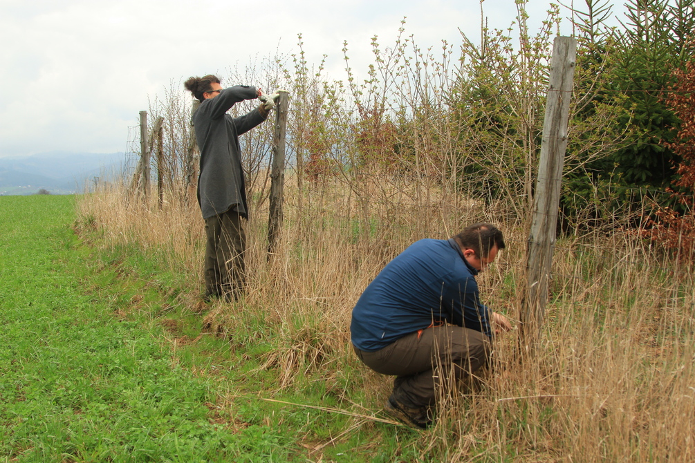 Hnutí DUHA Olomouc removed protective fencing from the trees planted in the migration corridor in 2013 and 2014. Source: Ivo Dostál, Transport Research Centre