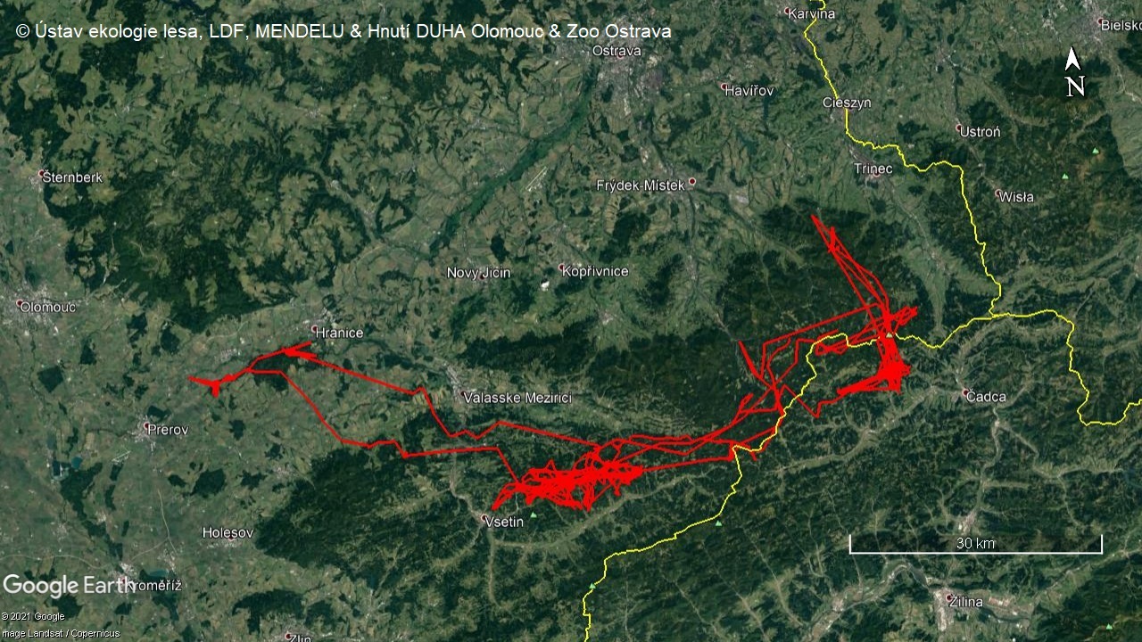 Young lynx Eman moved over an area of more than 2,000 km2. Source: FFWT Mendelu