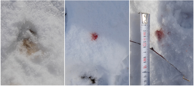 Rysí krev a chlupy nalezené na místě pravděpodobného zabití rysa ostrovida v roce 2020; zdroj: Hnutí DUHA Šelmy Rysí krev a chlupy nalezené na místě pravděpodobného zabití rysa ostrovida v roce 2020; zdroj: Hnutí DUHA Šelmy