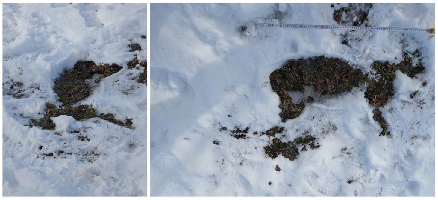 Detail rysí siluety ve sněhu z roku 2020; zdroj: Hnutí DUHA Šelmy Detail rysí siluety ve sněhu z roku 2020; zdroj: Hnutí DUHA Šelmy