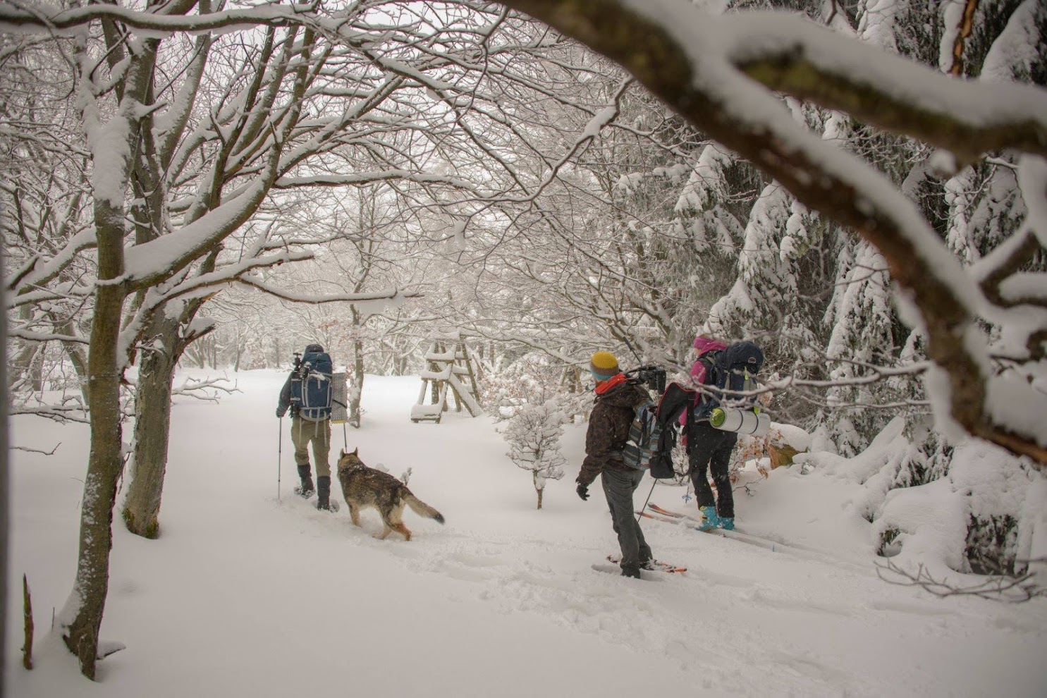 Vlčí hlídky v Krušných horách; zdroj: Petr Mikšíček Vlčí hlídky v Krušných horách; zdroj: Petr Mikšíček