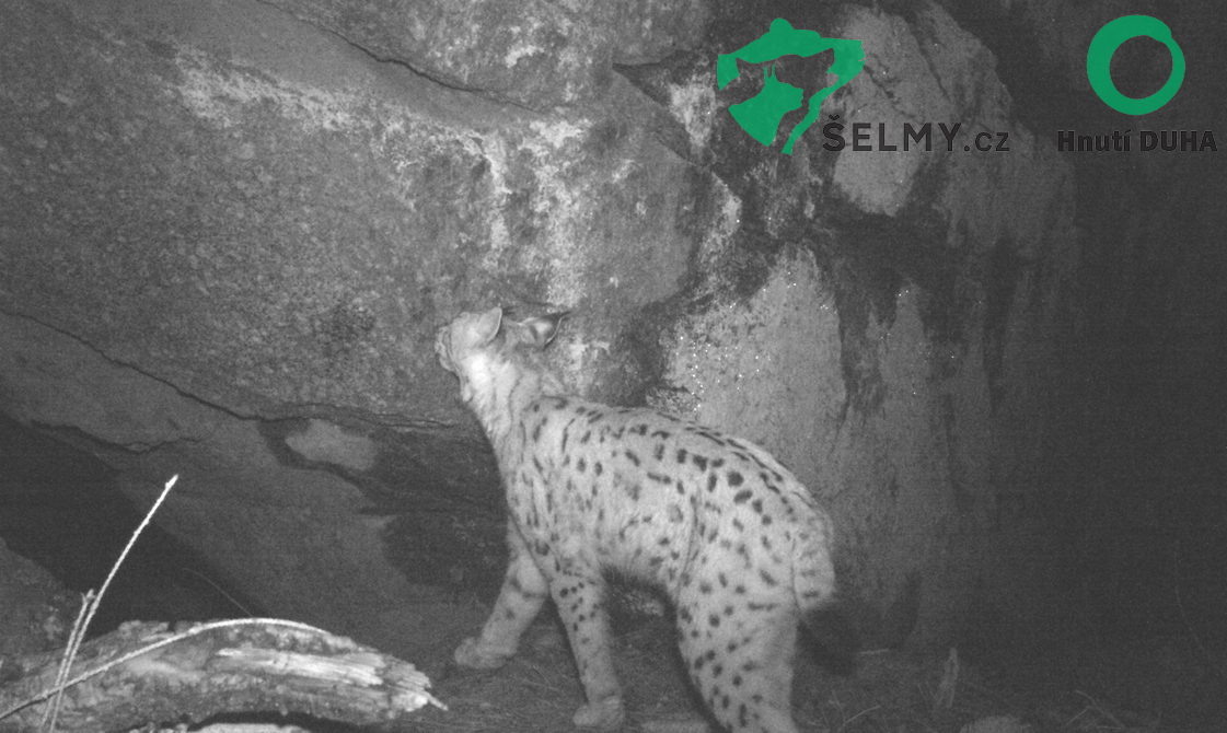 Nadějí pro novohradské rysy je Adéla, mladá kočka narozená na Blanském lese v roce 2017