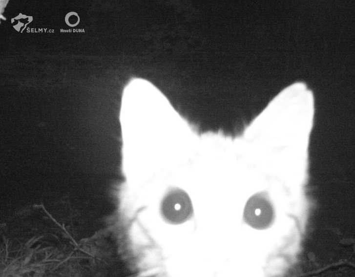 Foto 10: Tak ako aj domáce aj mačky divoké sú veľmi zvedavé (zdroj: Hnutí DUHA Olomouc) Foto 10: Tak ako aj domáce aj mačky divoké sú veľmi zvedavé (zdroj: Hnutí DUHA Olomouc)