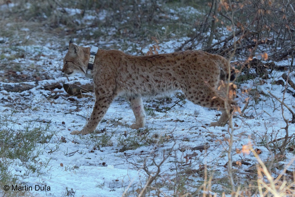 One of the radio-monitored lynx, a male named Lukáš; author: Martin Duľa