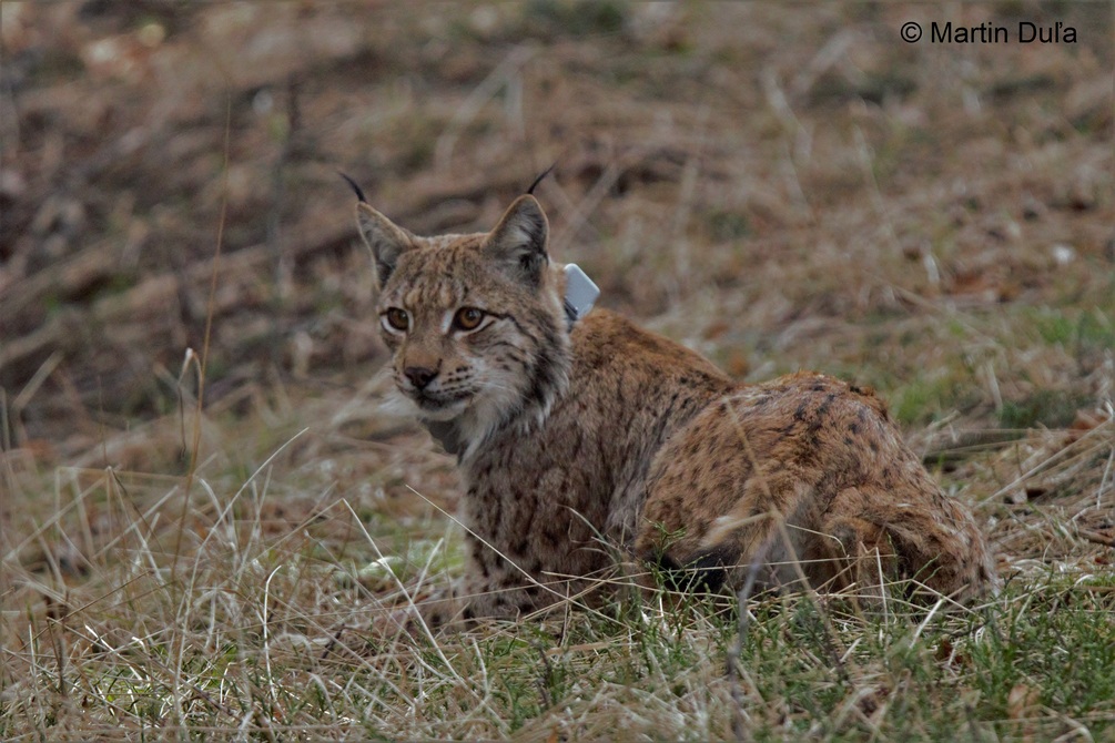 One of the radio-monitored lynx, a male named Vendelín; author: Martin Duľa
