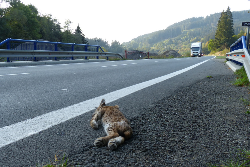 Mládě rysa sražené autem v průsmyku Lomensko; zdroj: Michal Bojda