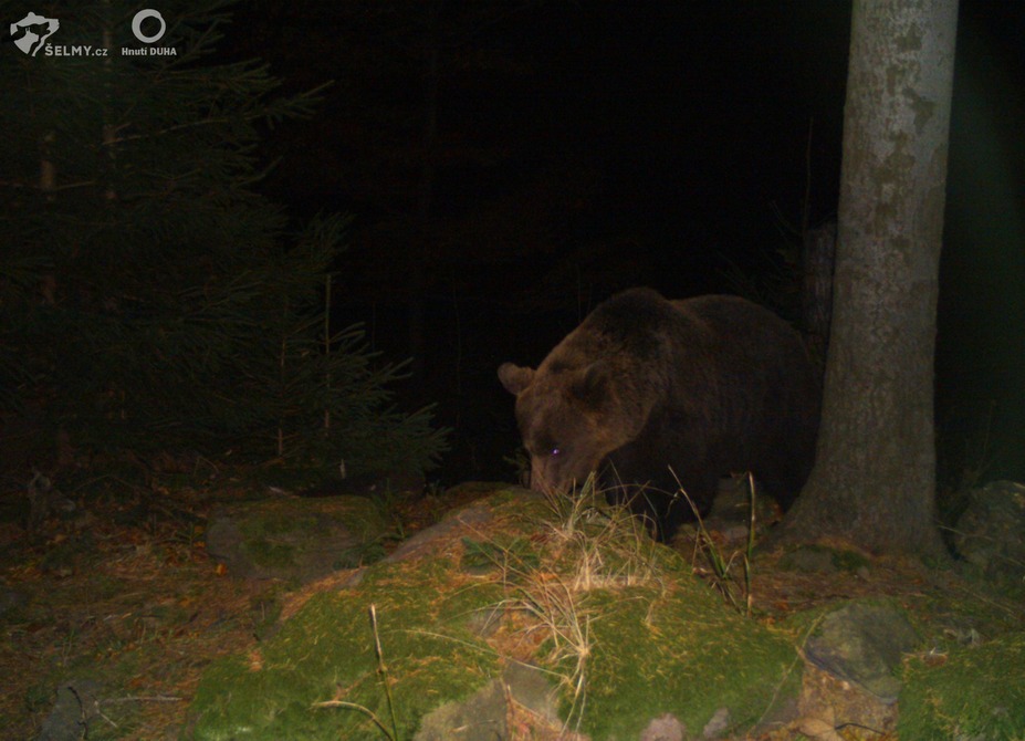 Medvěd_Javorníky_říjen_Hnutí DUHA Šelmy Medvěd_Javorníky_řijen_Hnutí DUHA Šelmy