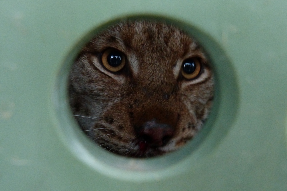 Poslední fotka postřeleného rysa Oldy, který zemřel krátce po odchytu a převozu do záchranné stanice; autor: Michal Bojda Poslední fotka postřeleného rysa Oldy, který zemřel krátce po odchytu a převozu do záchranné stanice; autor: Michal Bojda