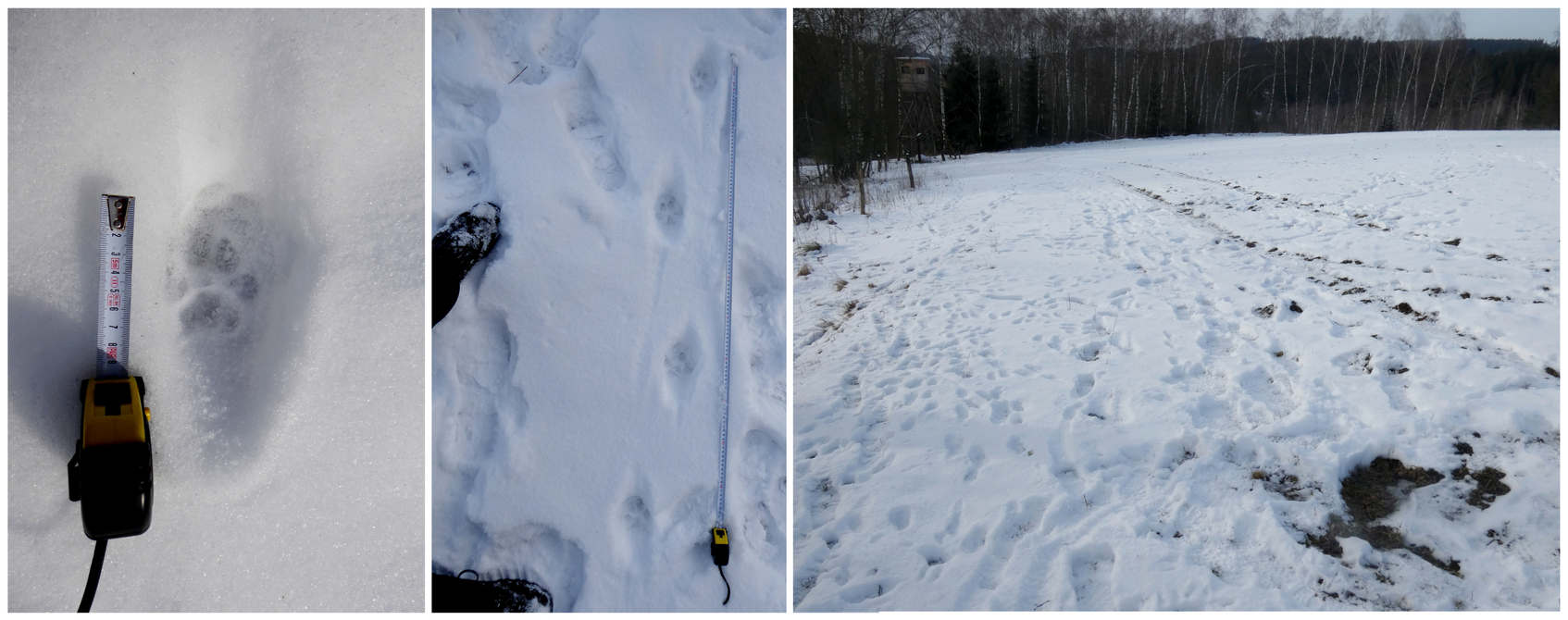 Rysí stopy veRysí stopy vedoucí k místu pravděpodobného zabití rysa v roce 2020 a nálezová situace před posedem; zdroj Hnutí DUHA Šelmydoucí k místu pravděpodobného zabití rysa v roce 2020 a popis nálezové stiuace; zdroj Hnutí DUHA Šelmy Rysí stopy vedoucí k místu pravděpodobného zabití rysa v roce 2020 a nálezová situace před posedem; zdroj Hnutí DUHA Šelmy