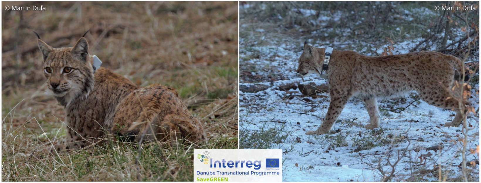 Telemetrie rysů v Beskydech