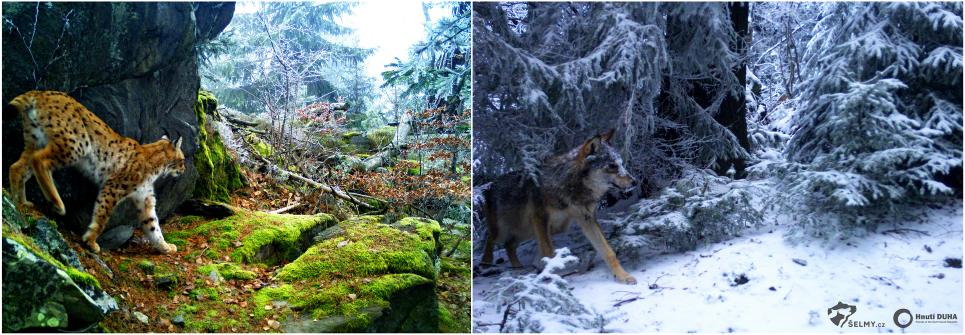 Záběry velkých šelem z fotopastí