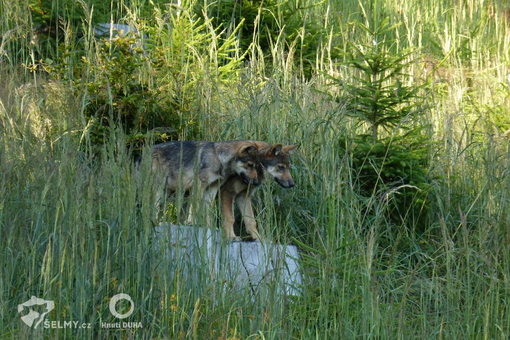 Vlčata v Javorníkách, léto 2020; zdroj: Michal Bojda Vlčata v Javorníkách, léto 2020; zdroj: Michal Bojda