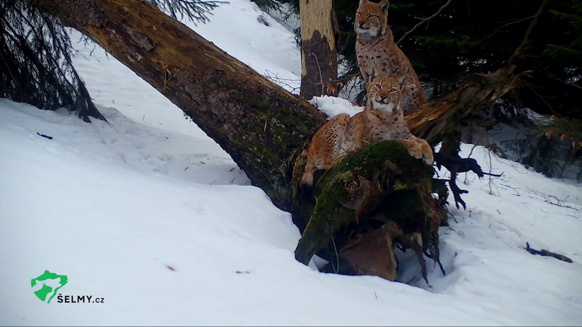 Rysové z Beskyd Rysové z Beskyd