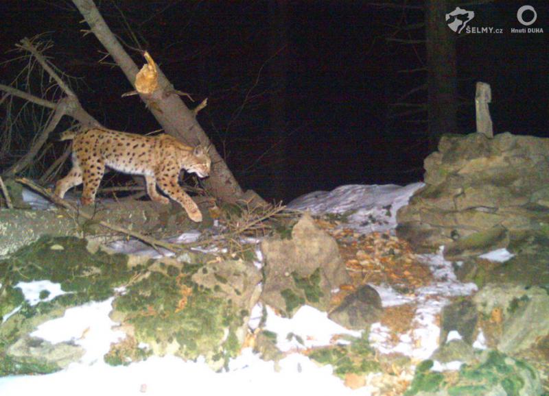Photomonitoring has identified the Lyský Pass as one of the important points for the movement of large carnivores. One of the animals regularly crossing here was the female lynx Žakelína. Source: Friends of the Earth Czech Republic (Hnutí DUHA Olomouc)