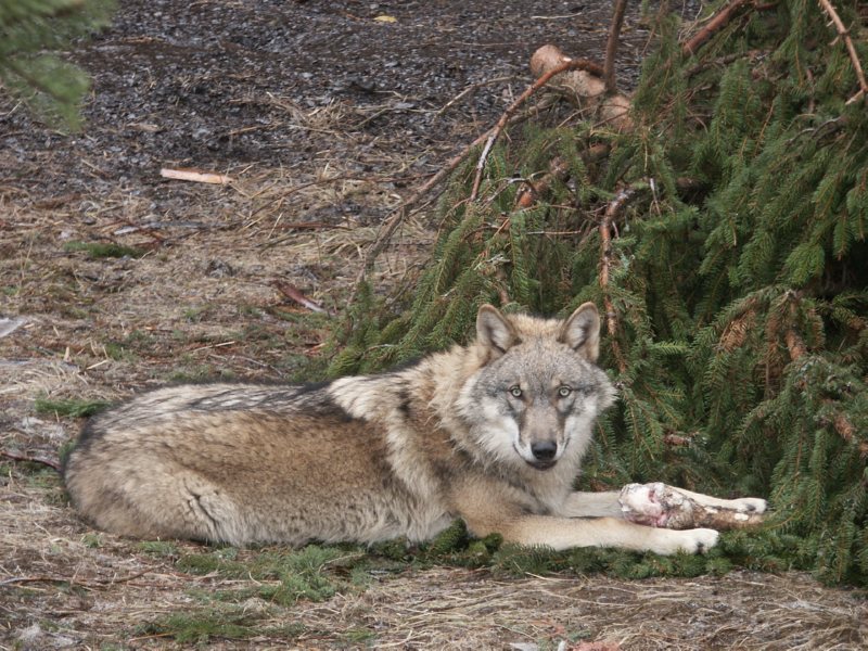 Foto vlk, autor: Karel Brož