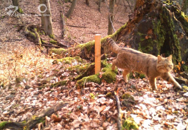 Foto 11: V čase ruje, ktorá vrcholí na prelome zimných a jarných mesiacov, sú mačky často aktívne aj cez deň (zdroj: Hnutí DUHA Olomouc) Foto 11: V čase ruje, ktorá vrcholí na prelome zimných a jarných mesiacov, sú mačky často aktívne aj cez deň (zdroj: Hnutí DUHA Olomouc)