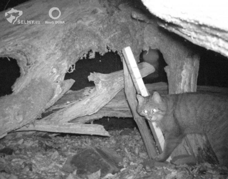 Foto 12: Jedinec obtierajúci sa o chlpovú pascu na jednej z lokalít v Javorníkoch (zdroj: Hnutí DUHA Olomouc) Foto 12: Jedinec obtierajúci sa o chlpovú pascu na jednej z lokalít v Javorníkoch (zdroj: Hnutí DUHA Olomouc)