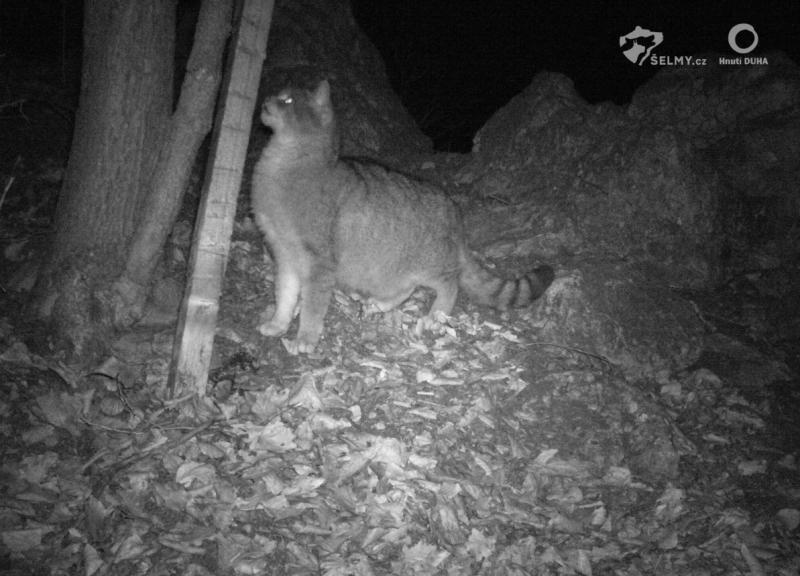 Foto 13: Mačka divá u chlpovej pasce v Bielych Karpatoch (zdroj: Hnutí DUHA Olomouc) Foto 13: Mačka divá u chlpovej pasce v Bielych Karpatoch (zdroj: Hnutí DUHA Olomouc)