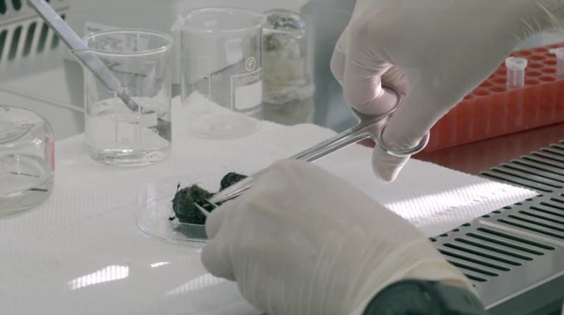 Foto 15: Izolácia DNA zo vzorky trusu v laboratóriu (zdroj: Ústav biologie obratlovců AV ČR) Foto 15: Izolácia DNA zo vzorky trusu v laboratóriu (zdroj: Ústav biologie obratlovců AV ČR)