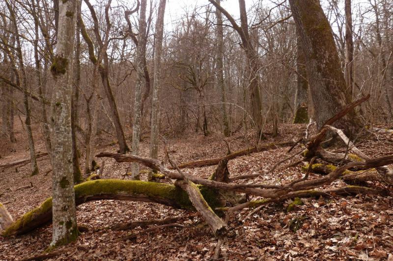Foto 3: Mačka tiež obľubuje spleť húštin a popadaných stromov, kde nachádza útočisko počas dňa (zdroj: Michal Bojda) Foto 3: Mačka tiež obľubuje spleť húštin a popadaných stromov, kde nachádza útočisko počas dňa (zdroj: Michal Bojda)