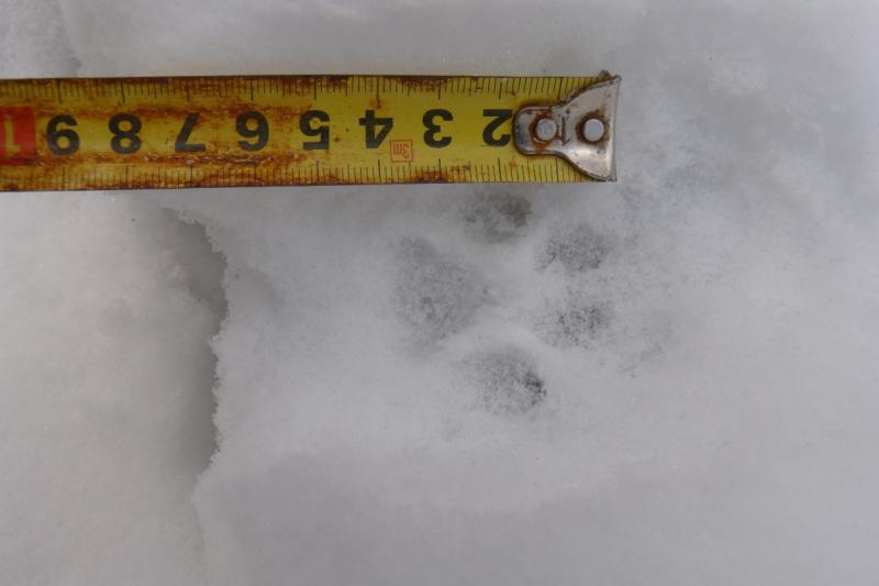 Foto 4: Detail stopy mačky divej (zdroj: Michal Bojda) Foto 4: Detail stopy mačky divej (zdroj: Michal Bojda)