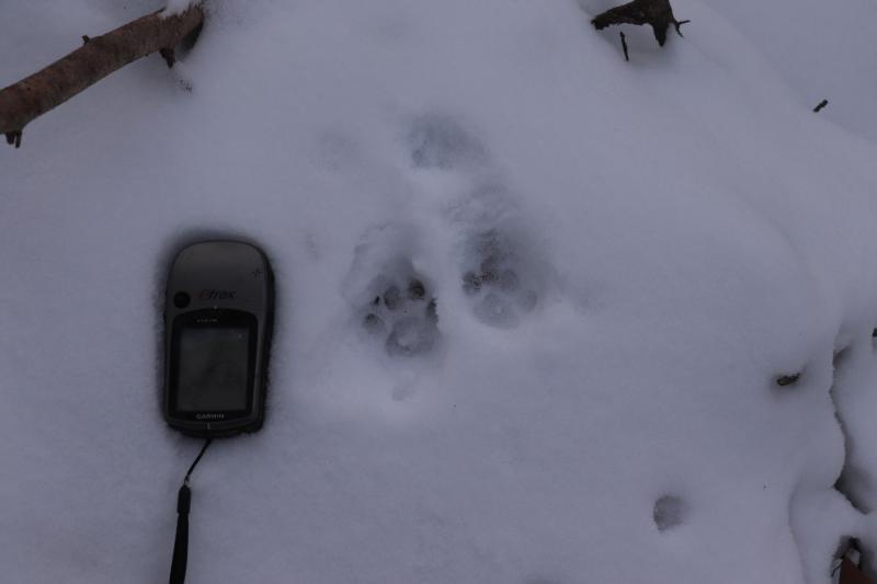 Foto 5: Čerstvé otlačky stôp (zdroj: Martin Váňa) Foto 5: Čerstvé otlačky stôp (zdroj: Martin Váňa)