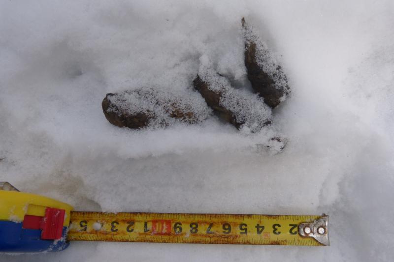 Foto 8: Charakteristický trus mačky divej, ktorý sa skladá z niekoľkých segmentov. Mačka divá si podobne ako rys svoj trus často zahrabáva, v tomto prípade však ostal nezahrabaný (zdroj: Michal Bojda). Foto 8: Charakteristický trus mačky divej, ktorý sa skladá z niekoľkých segmentov. Mačka divá si podobne ako rys svoj trus často zahrabáva, v tomto prípade však ostal nezahrabaný (zdroj: Michal Bojda).