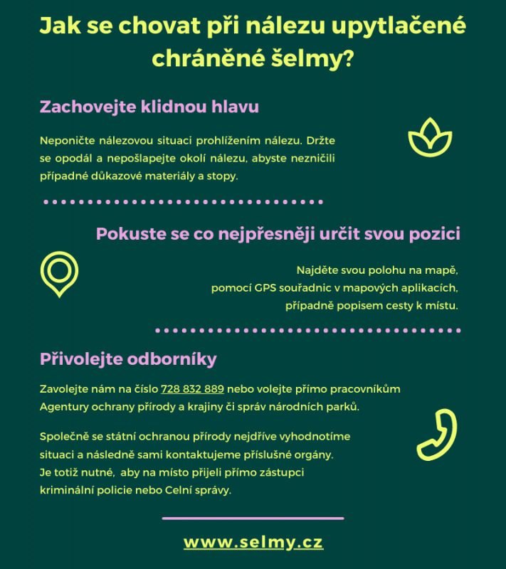 Infonávod_Jak se chovat při nálezu upytlačené chráněné šelmy? Infonávod_Jak se chovat přInfonávod_Jak se chovat při nálezu upytlačené chráněné šelmy?i nálezu upytlačeného živočicha?