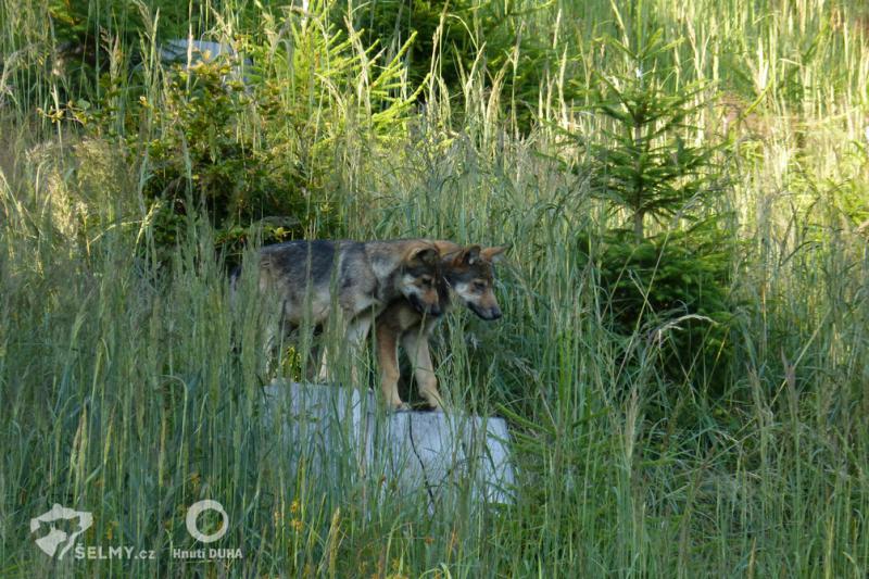 Young wolves caught on camera trap in Javorníky. Photo: Michal Bojda, Hnutí DUHA Olomouc