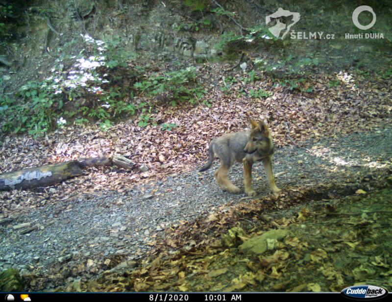 Wolf cub in the Silesian Beskydy. Photo from camera trap, Jiri Labuda, Hnutí DUHA Olomouc
